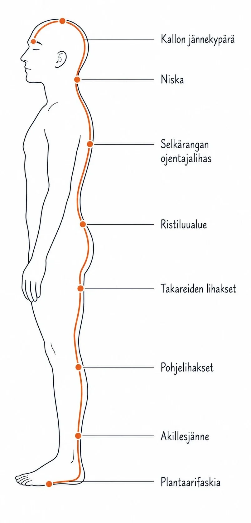Pinnallinen takalinja — myofaskiaalinen ketju jalkapohjasta kalloon sivukuvassa